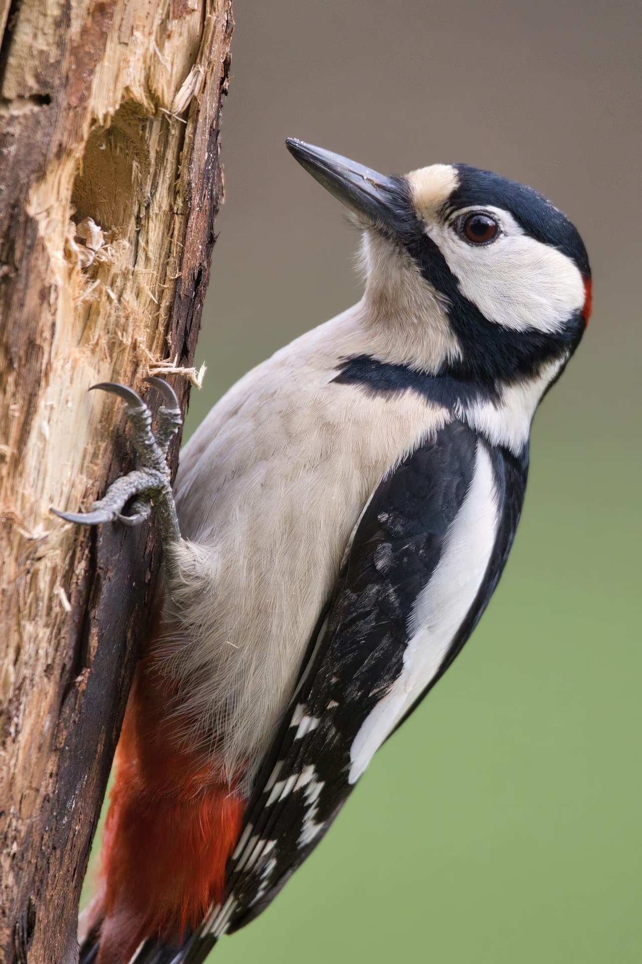 Great spotted woodpecker