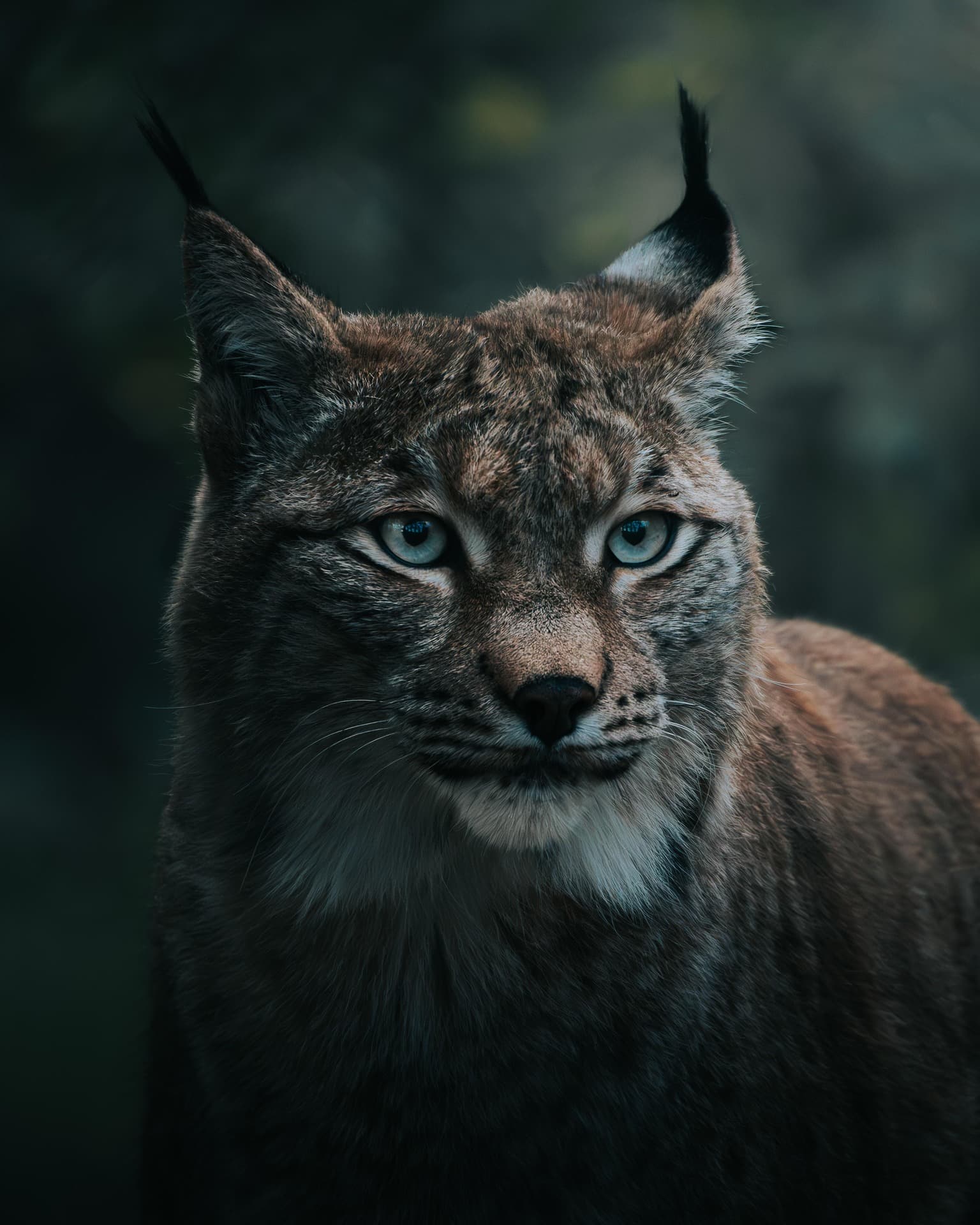 Lynx